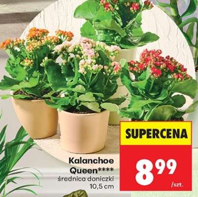 Kalanchoe Queen