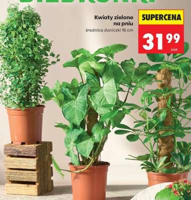 Kwiaty zielone na pniu