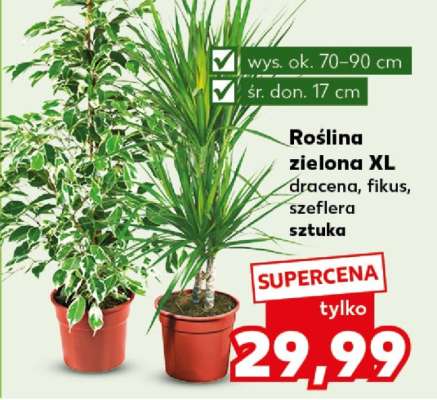 Roślina zielona XL