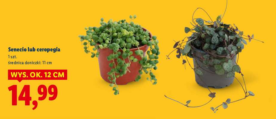 Senecio lub Ceropegia