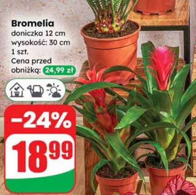 Bromelia