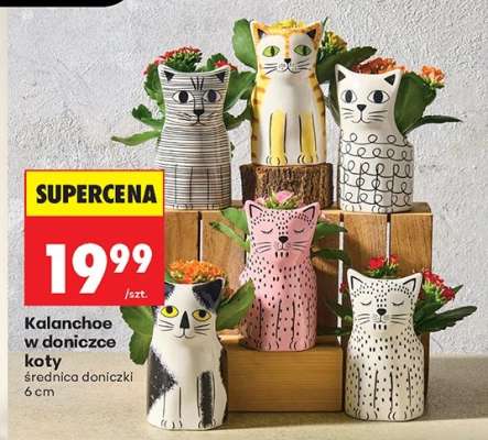 Kalanchoe w doniczce koty
