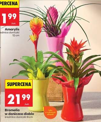 Bromelia w doniczce diablo