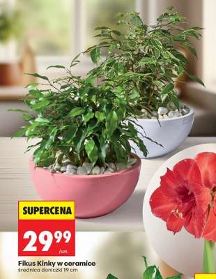 Fikus Kinky w ceramice