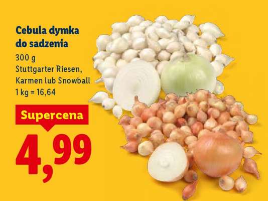 Cebula dymka do sadzenia