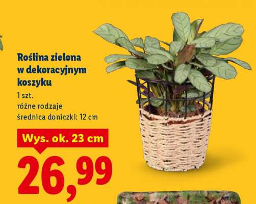 Roślina zielona w dekoracyjnym koszyku