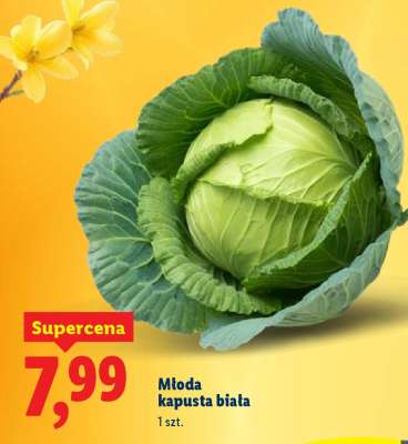 Młoda kapusta biała