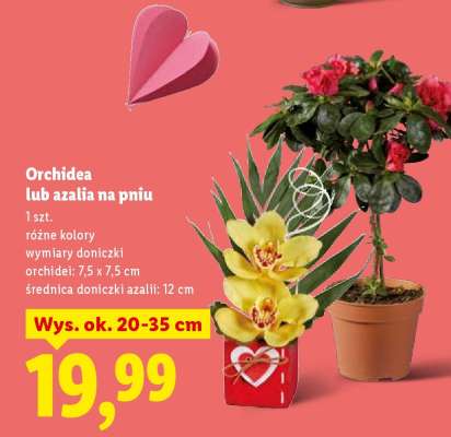 Orchidea lub azalia na pniu