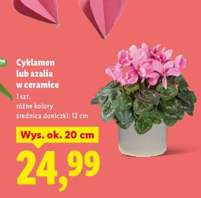 Cyklamen lub azalia w ceramice