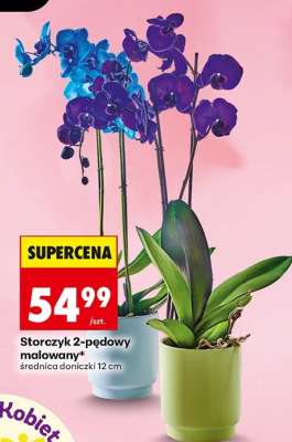 Storczyk 2 pędowy malowany