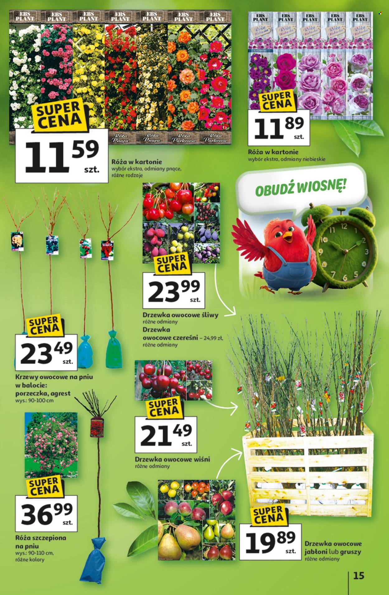 Gazetka Auchan - 5.03.2026 - 11.03.2026. Strona 15