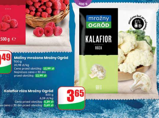 Kalafior róża Mroźny Ogród