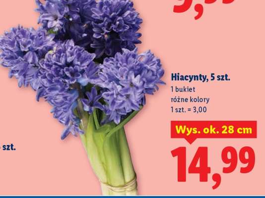 Hiacynty 5 szt