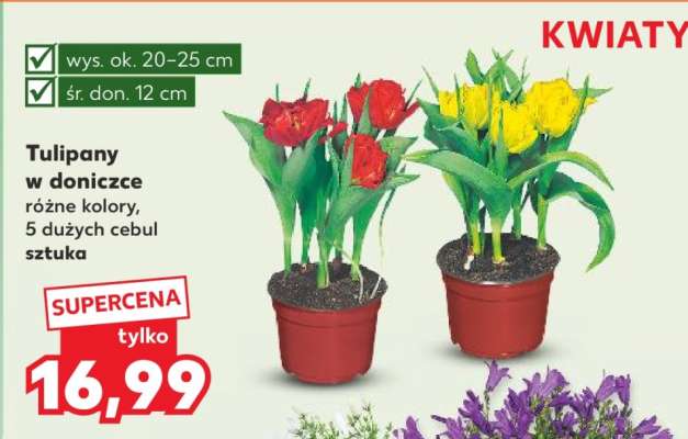 Tulipany w doniczce