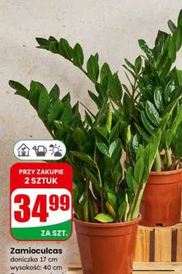 Zamioculcas