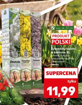 Żywopłoty świata w kartonie XL