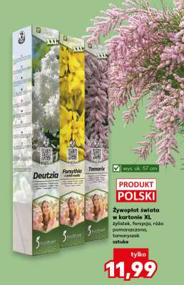 Żywopłot świata w kartonie XL