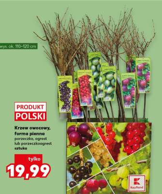 Krzew owocowy forma pienna