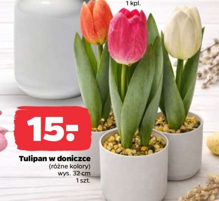 Tulipan w doniczce