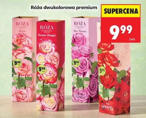 Róża dwukolorowa premium