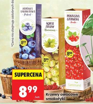 Krzewy owocowe smakotyki