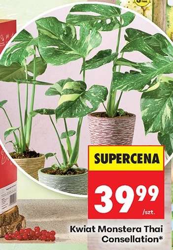 Kwiat Monstera Thai Constellation