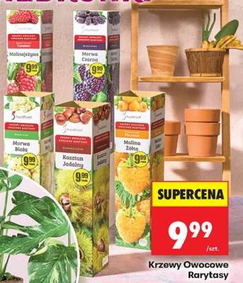 Krzewy Owocowe Rarytasy