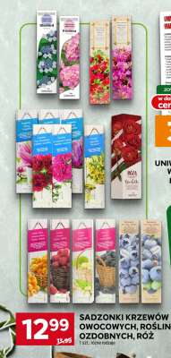 Sadzonki krzewów owocowych, roślin ozdobnych, róż