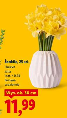 Žonkile, 25 szt.