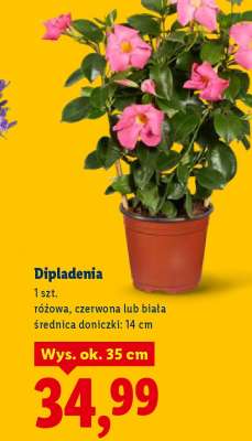 Dipladenia