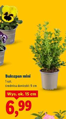 Bukszpan mini