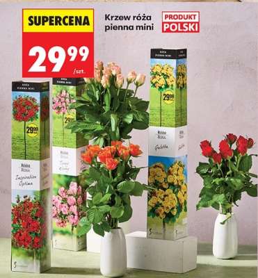 Krzew róża pienna mini