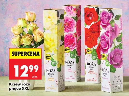 Krzew róże pnące XXL