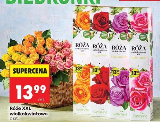 Róże XXL wielkokwiatowe