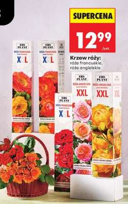 Krzew róży: róże francuskie, róże angielskie