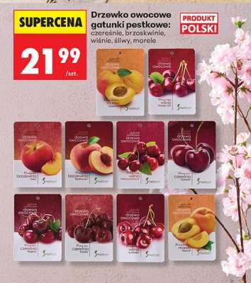 Drzewko owocowe gatunki pestkowe