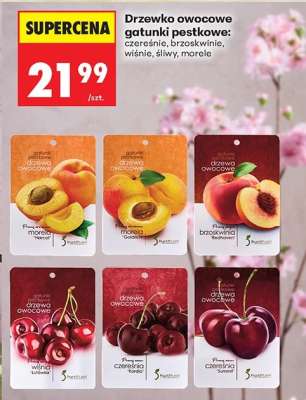 Drzewko owocowe gatunki pestkowe