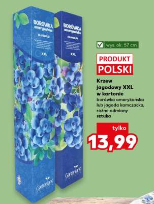 Krzew jagodowy XXL w kartonie