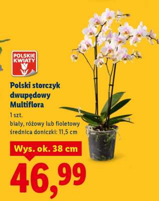 Polski storczyk dwupedowy Multiflora