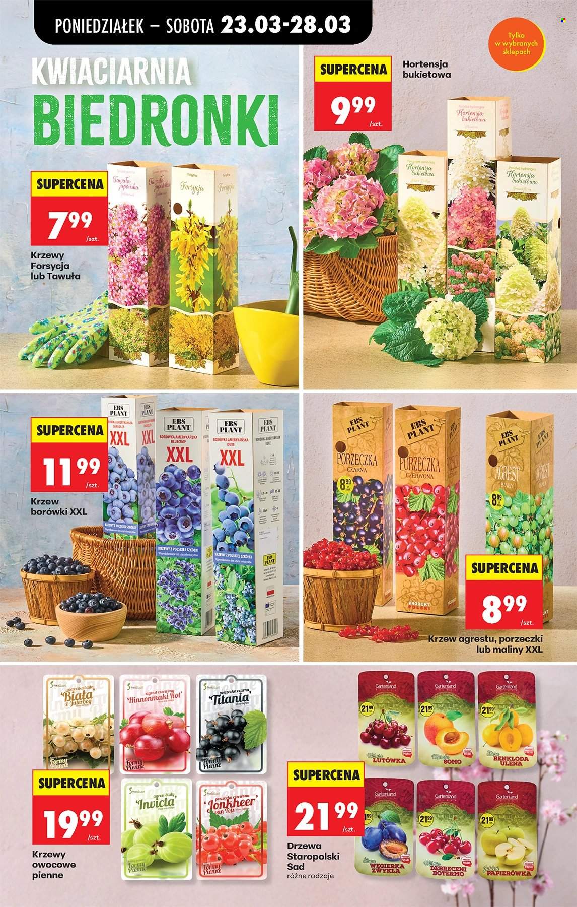 Gazetka Biedronka - 23.03.2026 - 29.03.2026. Strona 74