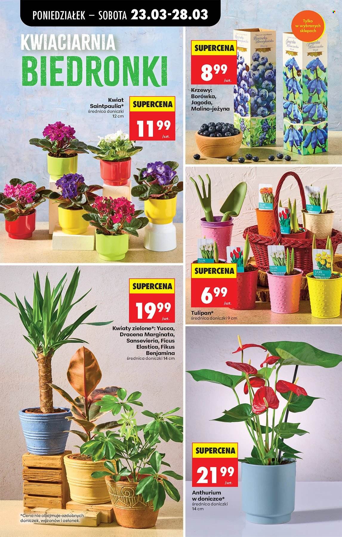 Gazetka Biedronka - 23.03.2026 - 29.03.2026. Strona 75