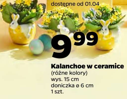 Kalanchoe w ceramice