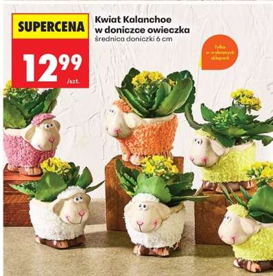 Kwiat Kalanchoe w doniczce owieczka