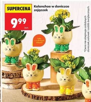 Kalanchoe w doniczce zajączek