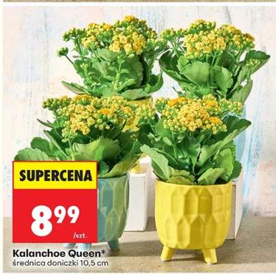 Kalanchoe Queen
