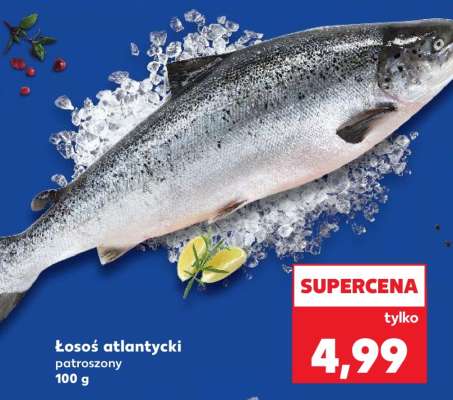 Łosoś atlantycki – patroszony**