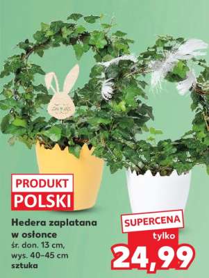 Hedera zaplatana w osłonce