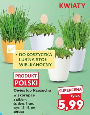 Owies lub Rzeżucha w skorupce