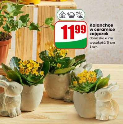 Kalanchoe w ceramice zajączek