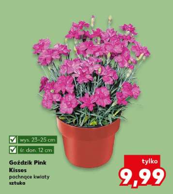 Goździk Pink Kisses*